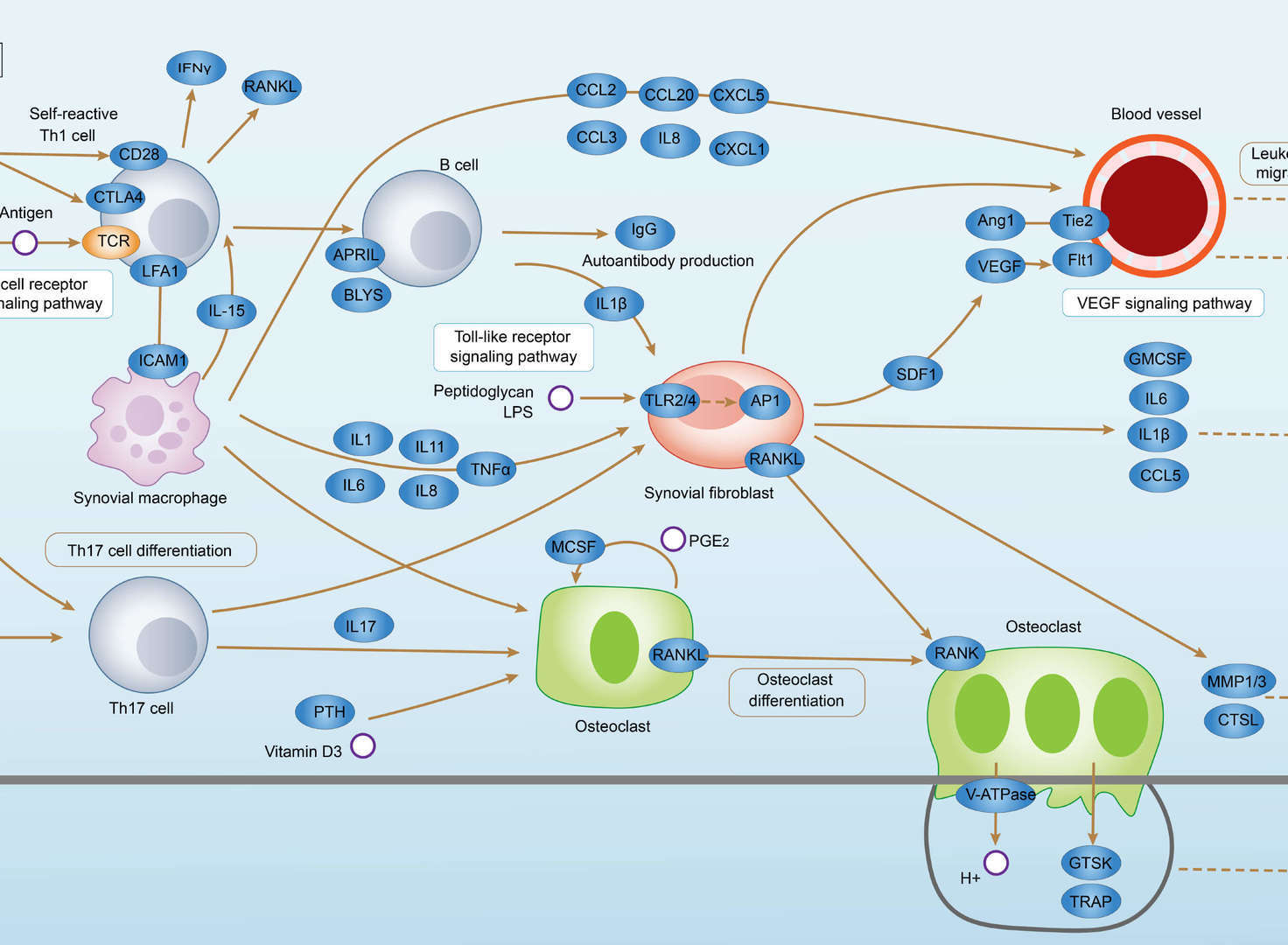 Rheumatoid Arthritis Overview - Pathways, Diagnosis, Targeted Therapies